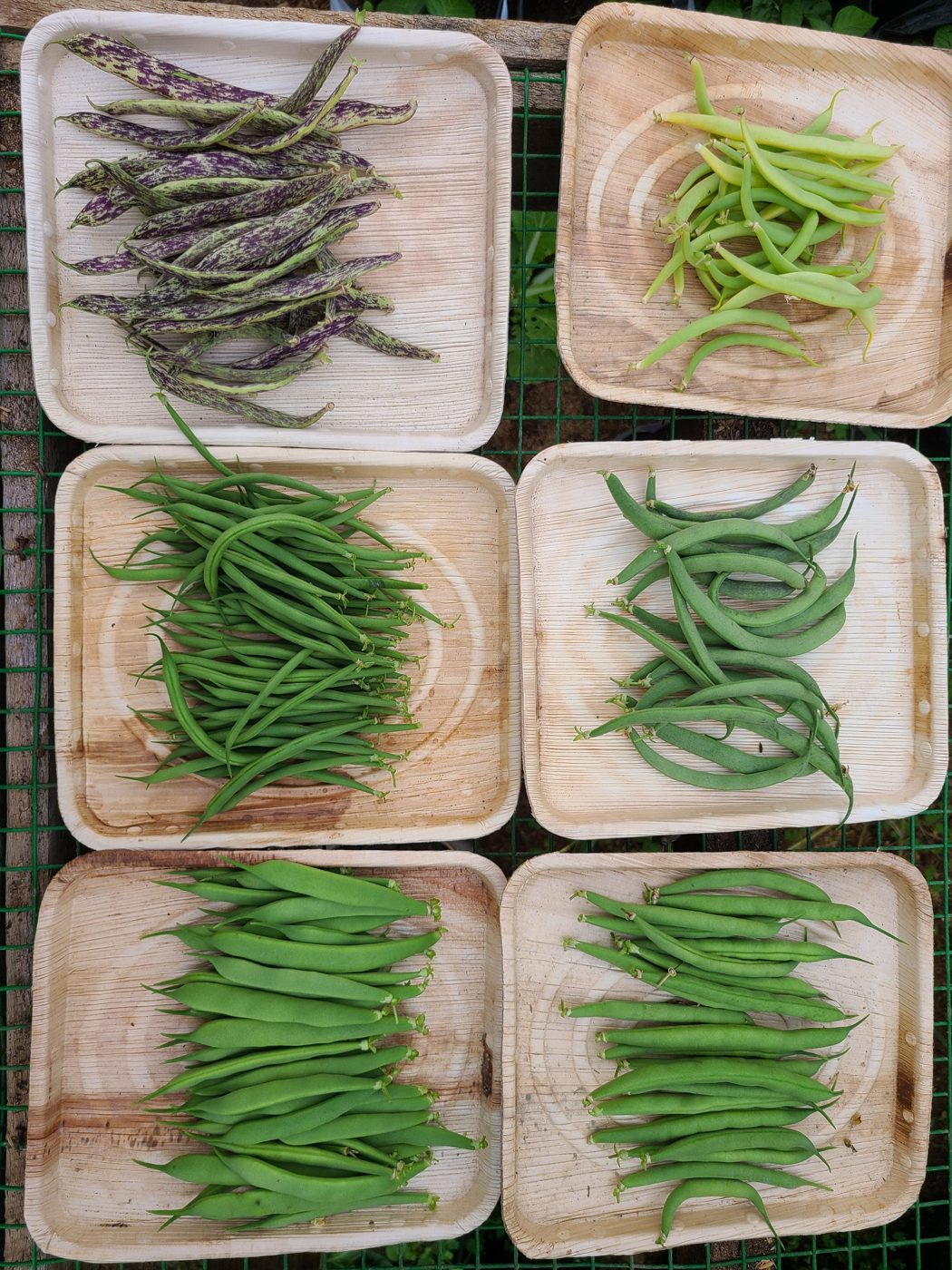 Six palm-leaf plates of freshly picked beans, from speckled purple to pale yellow and green