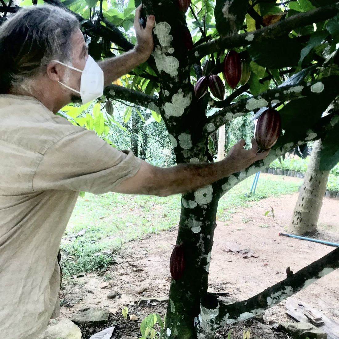 Checking ripening cacao pods on the tree