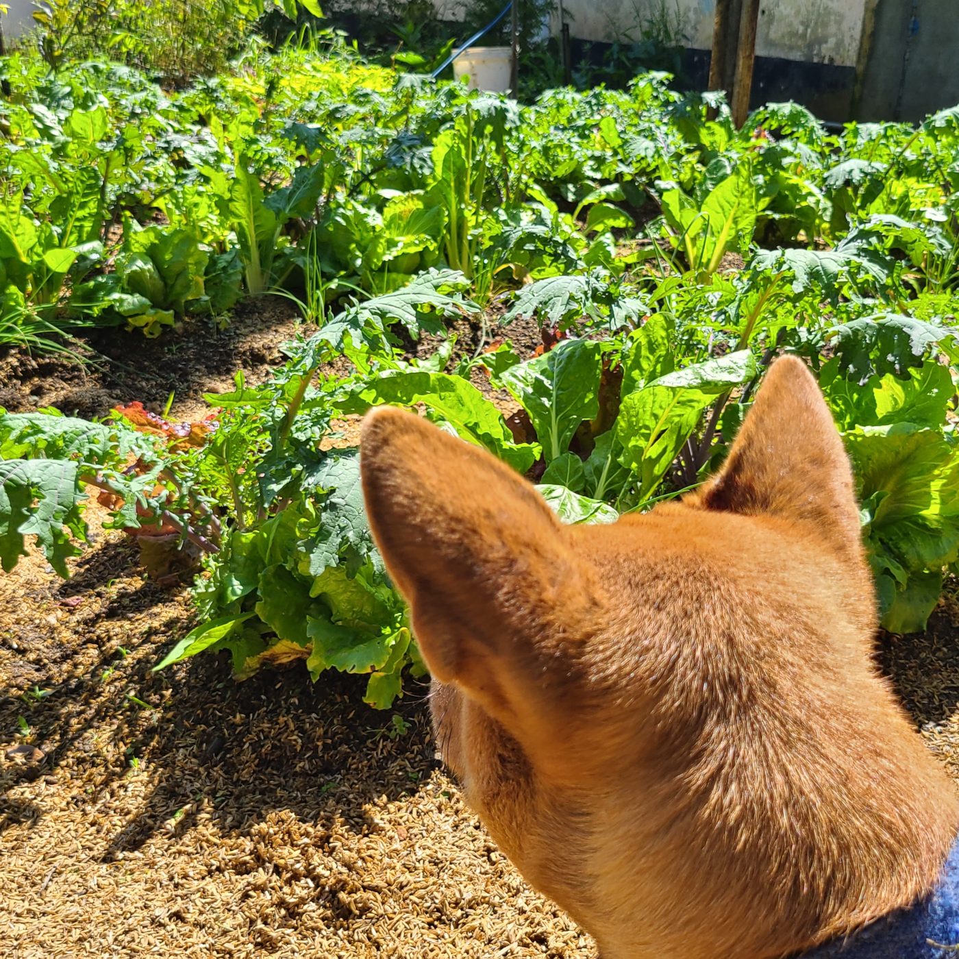 A ginger dog looking out over beds of kale, chard and lettuce
