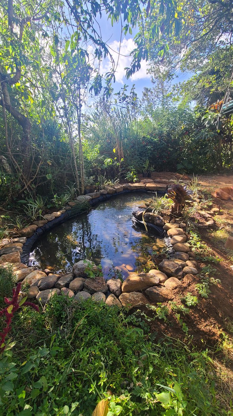 A small stone-edged pond surrounded by plants and trees