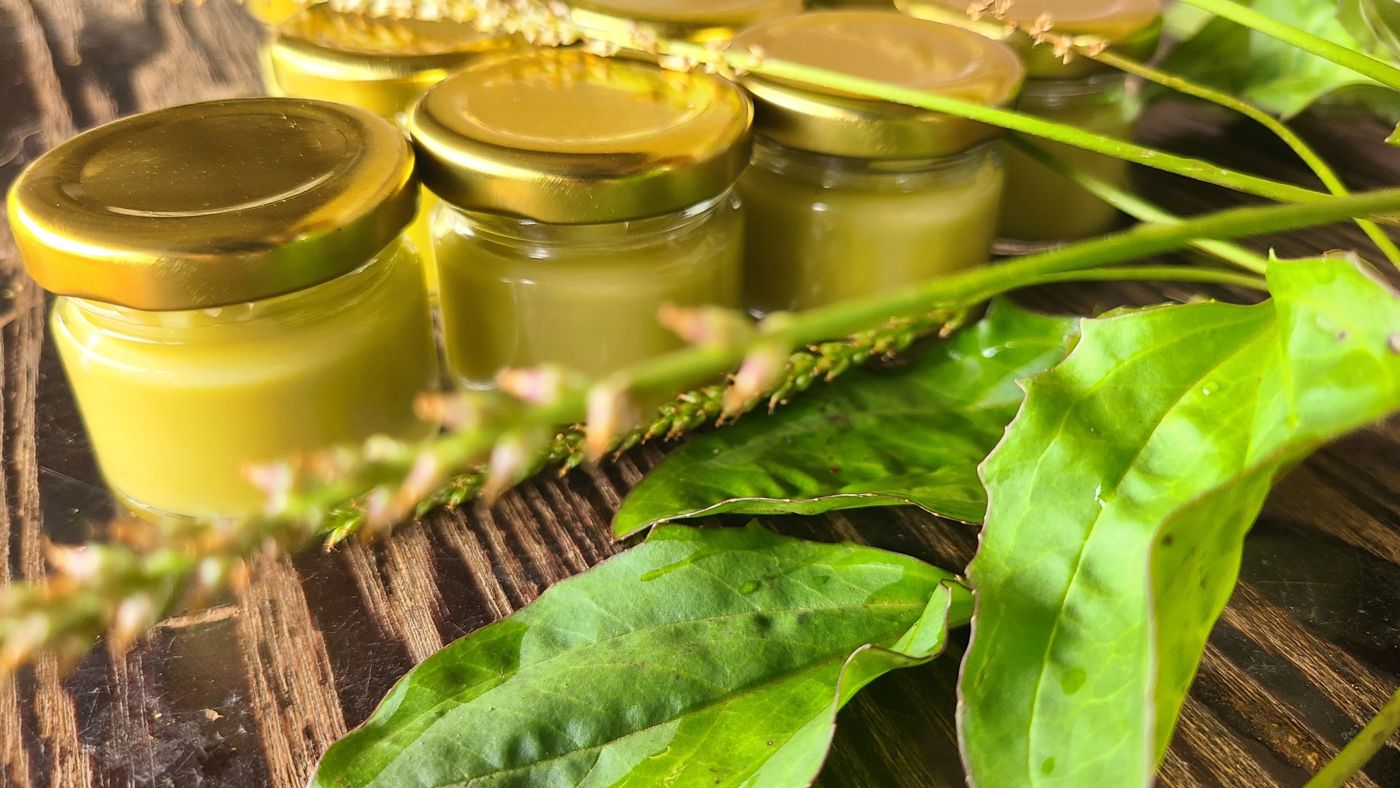 Jars of plantago salve beside fresh plantago leaves and flower spikes