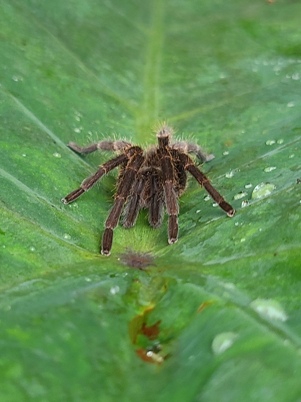 A small hairy tarantula sitting on a broad green leaf